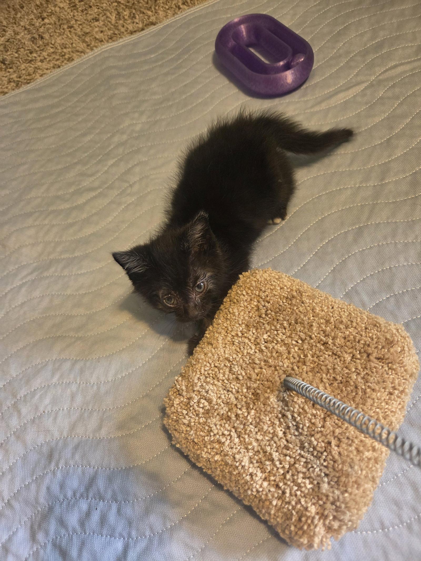 Enlarge Nigiri, a Adoptable Domestic Short Hair in Williamsburg, IA image 3/3