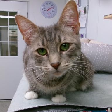 Bobbi T, a Adoptable mixed breed in La Grange, KY image 2/2