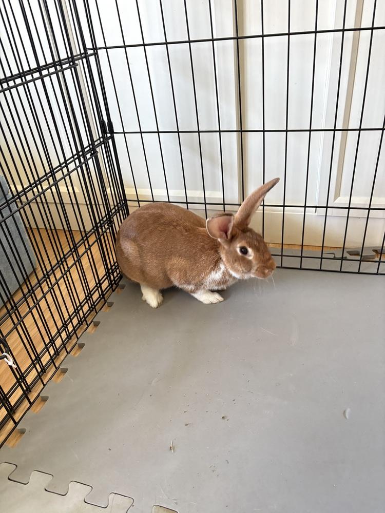 Enlarge Lydia, a Adoptable mixed breed in Pasco, WA image 1/5