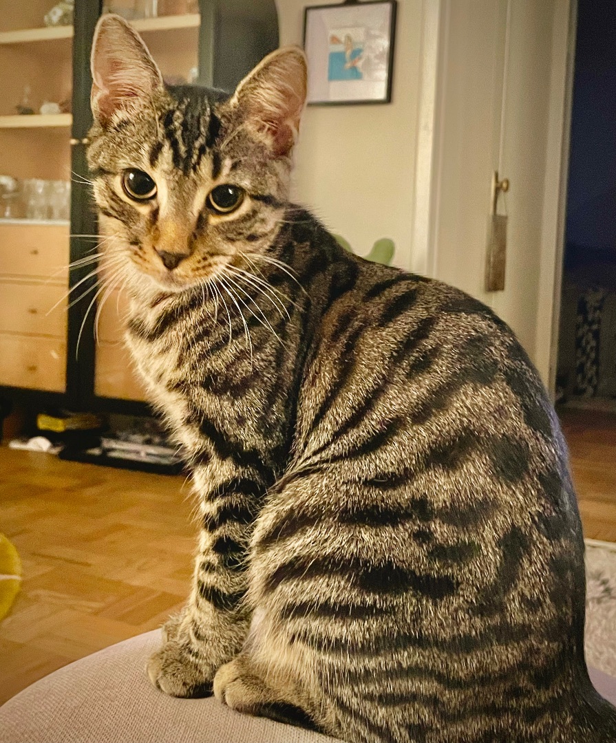 Pepper, a Adoptable mixed breed in New York, NY image 3/6