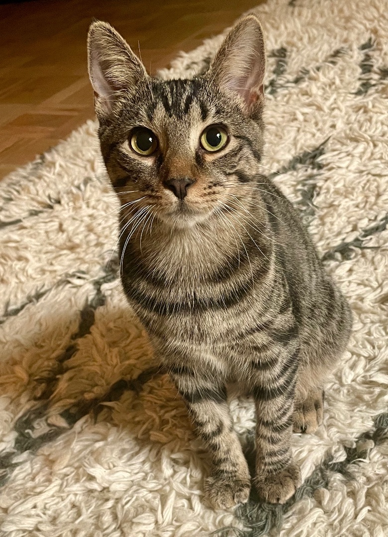 Pepper, a Adoptable mixed breed in New York, NY image 4/6