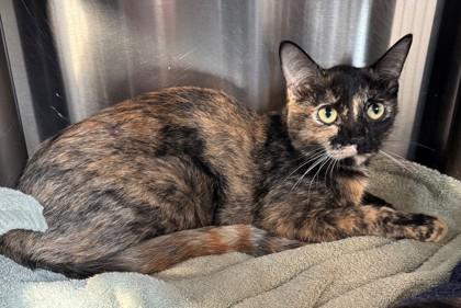 Mittens McMuffin, a Adoptable Domestic Short Hair in Willmar, MN image 1/2