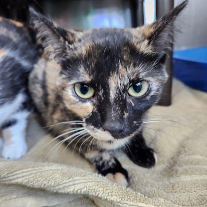 Mittens McMuffin, a Adoptable Domestic Short Hair in Willmar, MN image 2/2