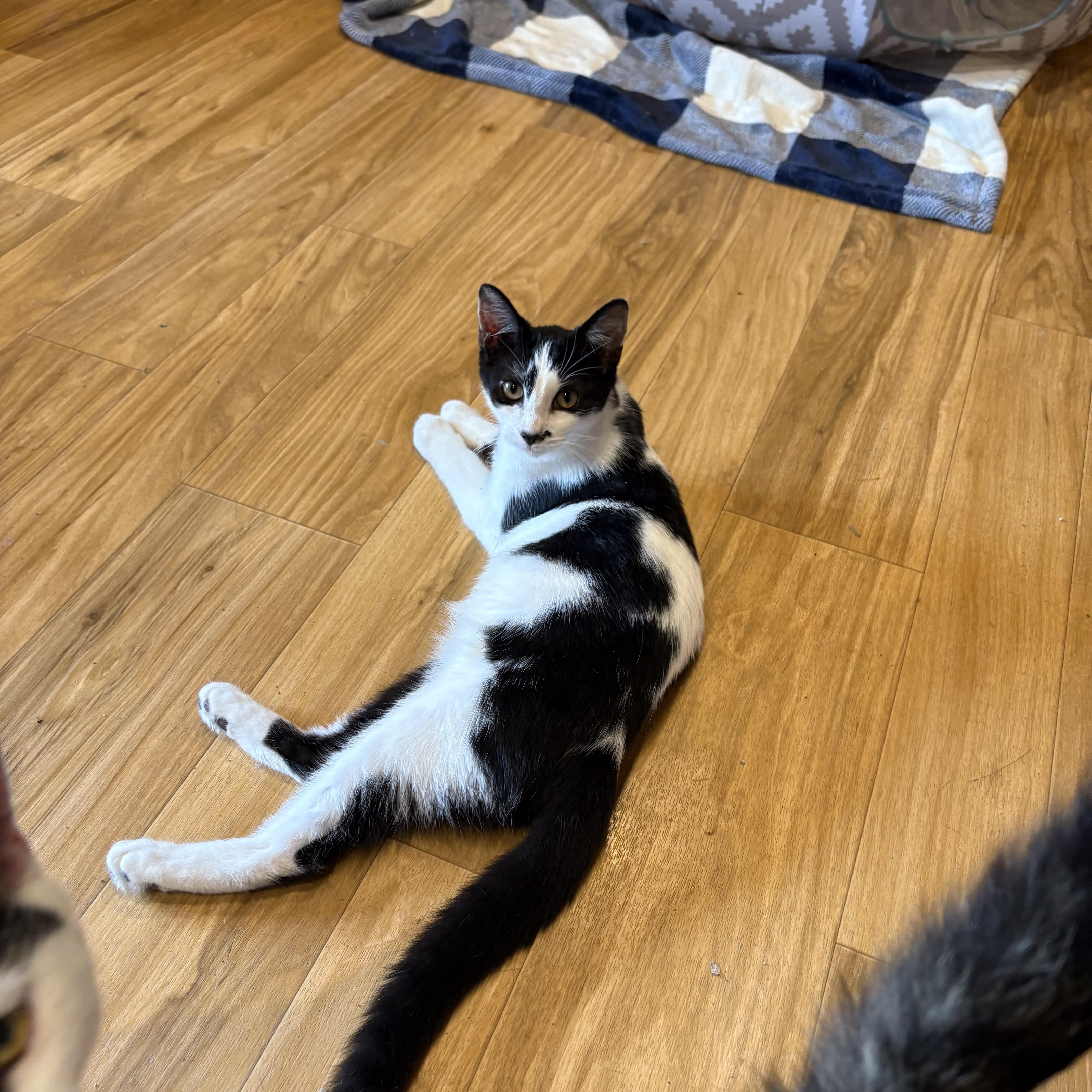 Uno, a Adoptable Domestic Short Hair in Richmond, VA image 2/4