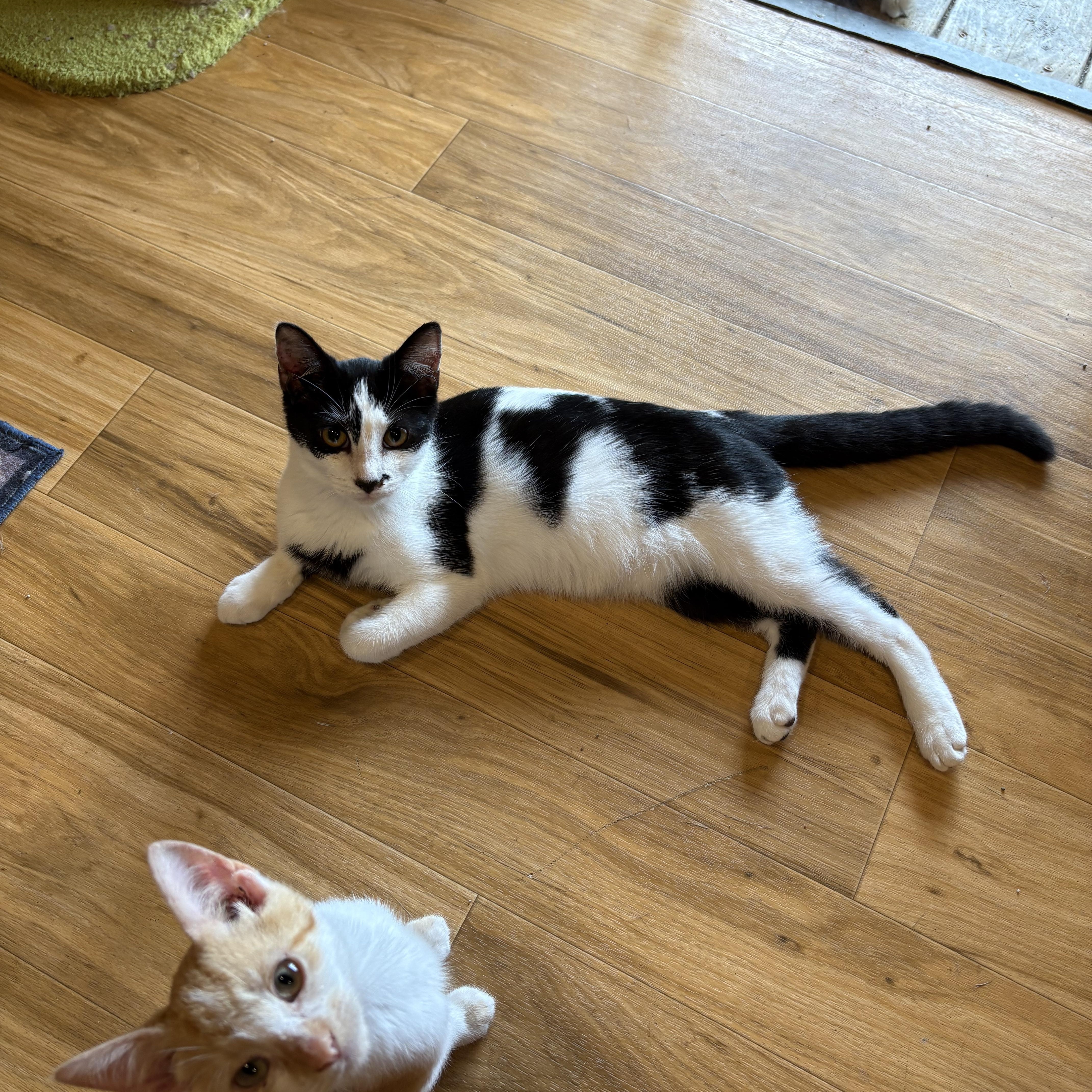 Uno, Adoptable, Young Male Domestic Short Hair.