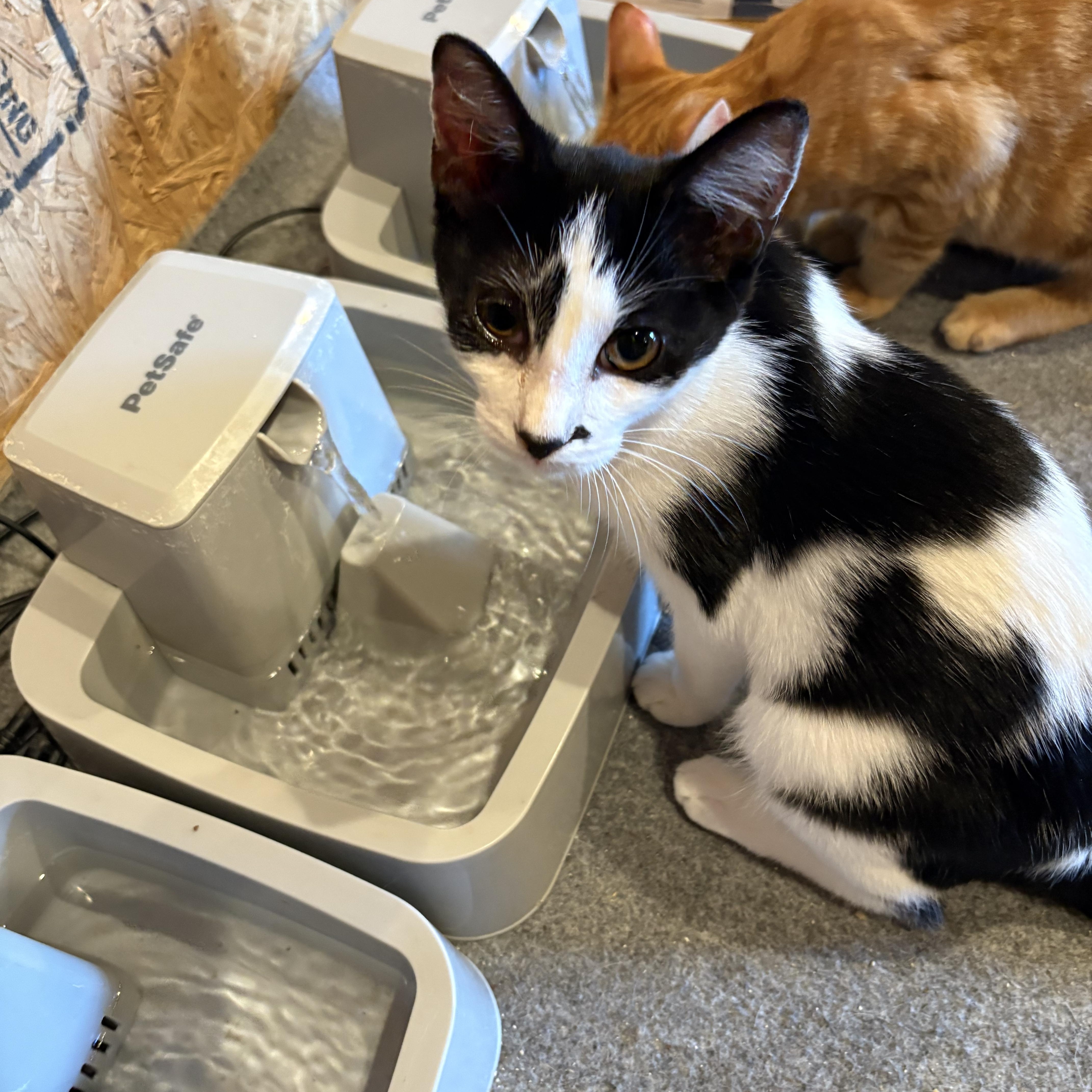 Uno, a Adoptable Domestic Short Hair in Richmond, VA image 4/4