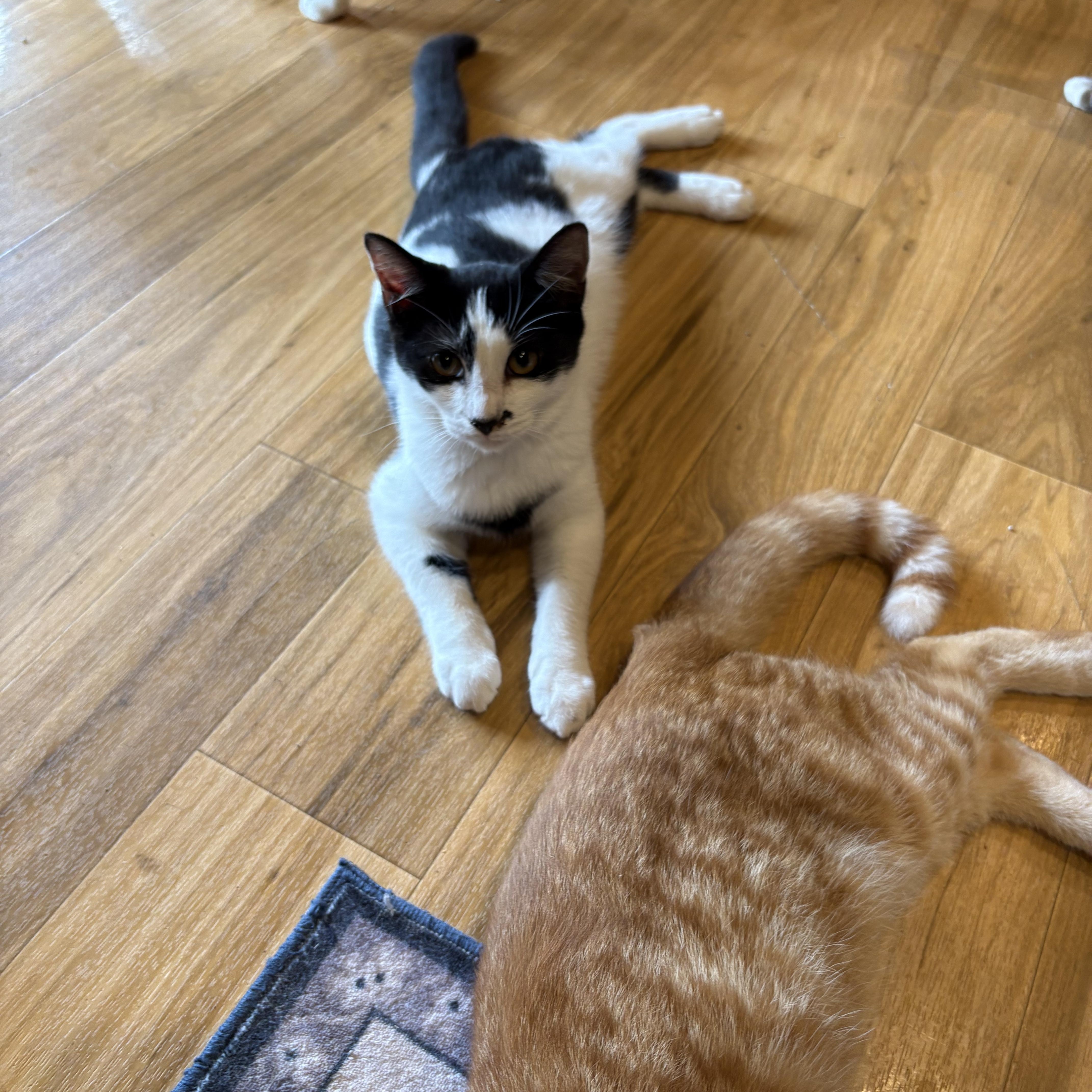 Uno, a Adoptable Domestic Short Hair in Richmond, VA image 3/4