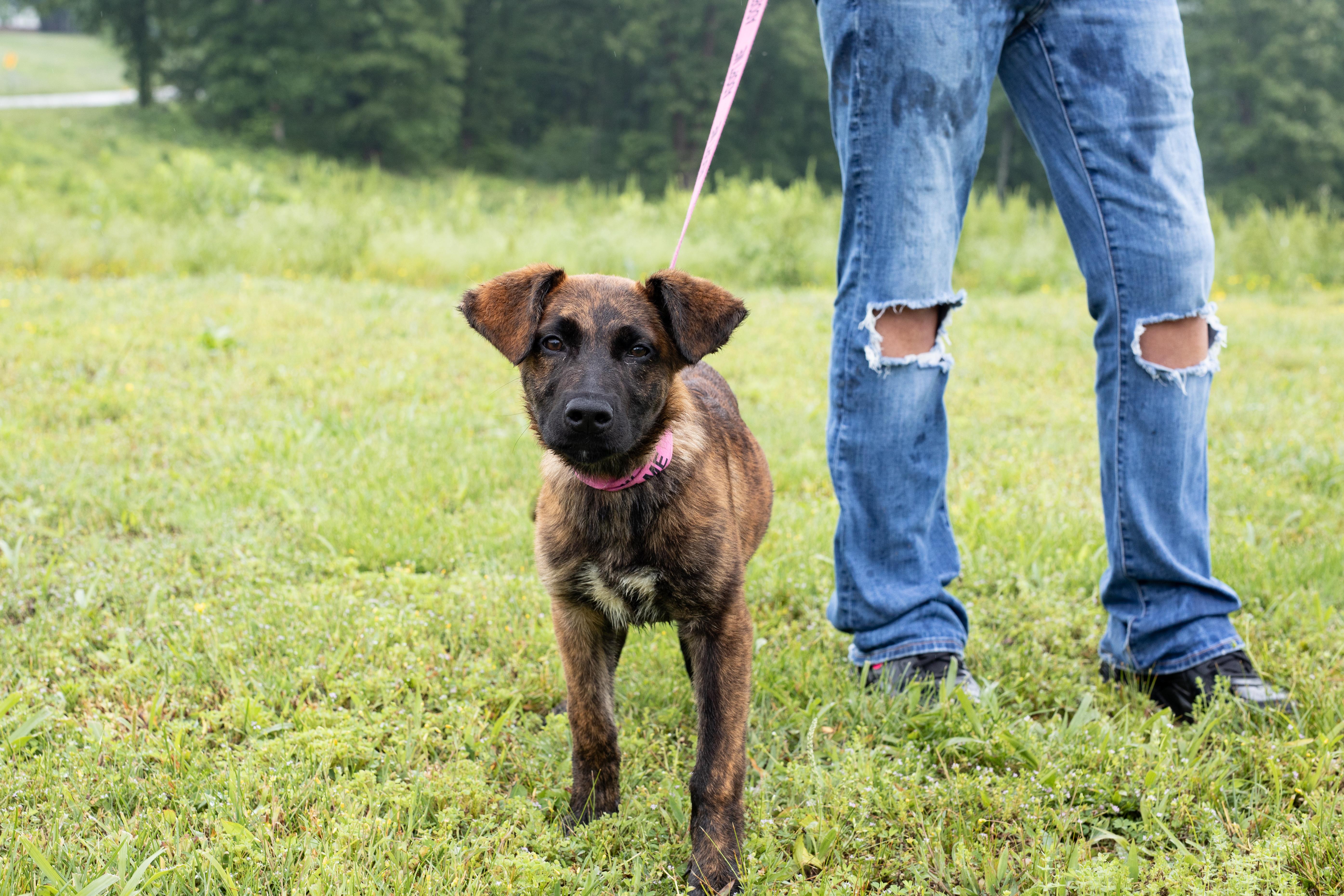 Sage, ADOPTABLE, Puppy Female German Shepherd Dog.