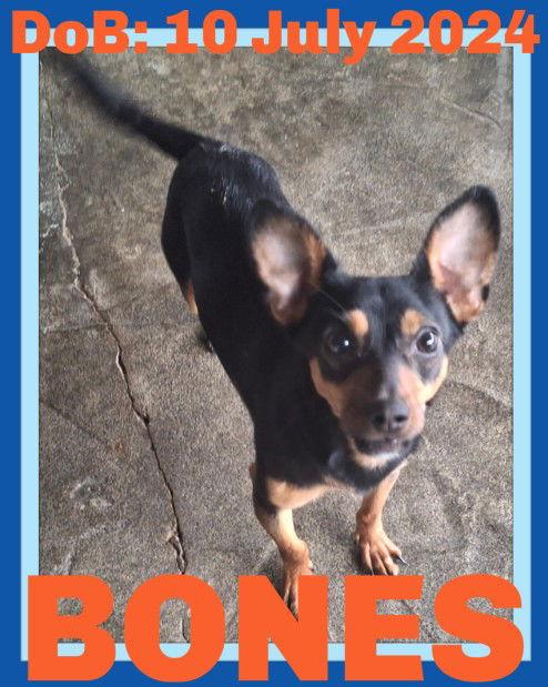 BONES, Adopted, Adult Male Chihuahua.