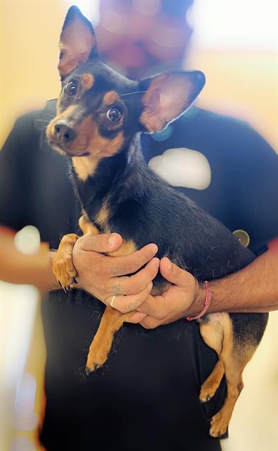 BONES, a Adopted Chihuahua in Sebec, ME image 2/2