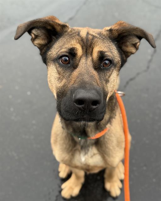 VONNEGUT, Adoptable, Young Male German Shepherd Dog & Mixed Breed.