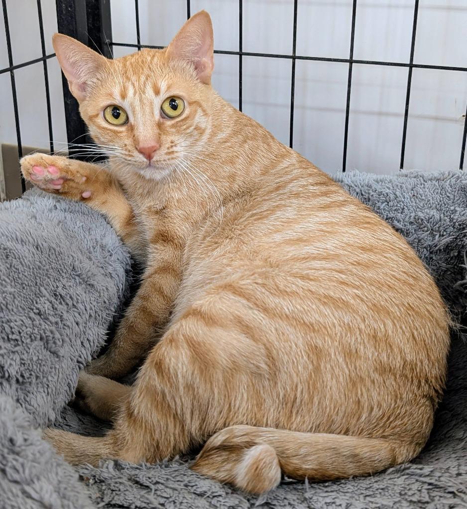 Enlarge Mama Twist, a Adoptable mixed breed in Peoria, AZ image 2/6