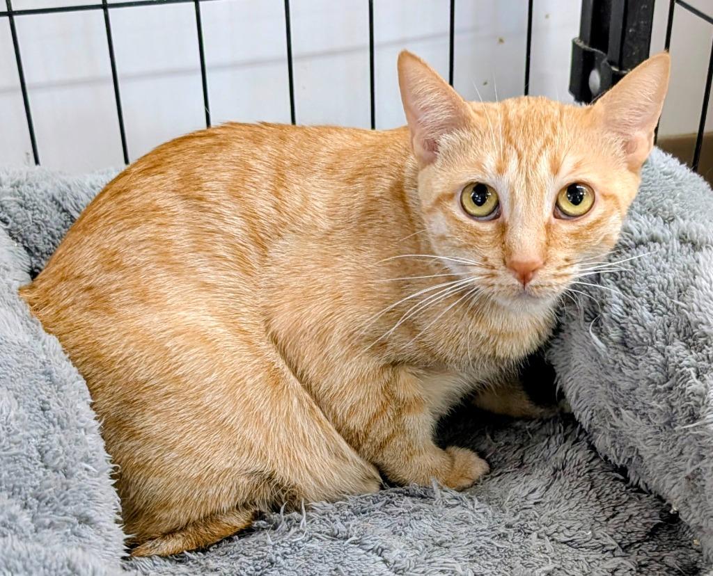 Enlarge Mama Twist, a Adoptable mixed breed in Peoria, AZ image 3/6