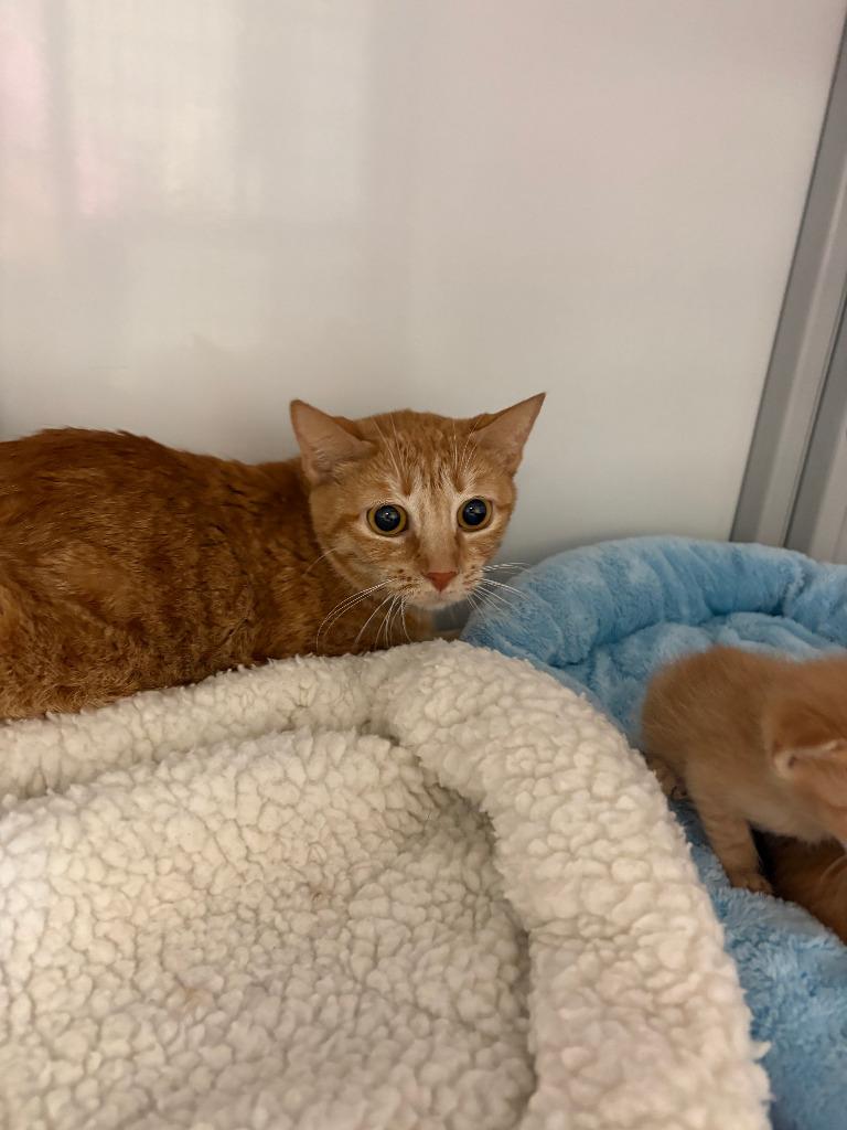 Enlarge Mama Twist, a Adoptable mixed breed in Peoria, AZ image 5/6