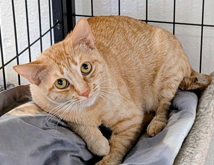 Enlarge Mama Twist, a Adoptable mixed breed in Peoria, AZ image 6/6