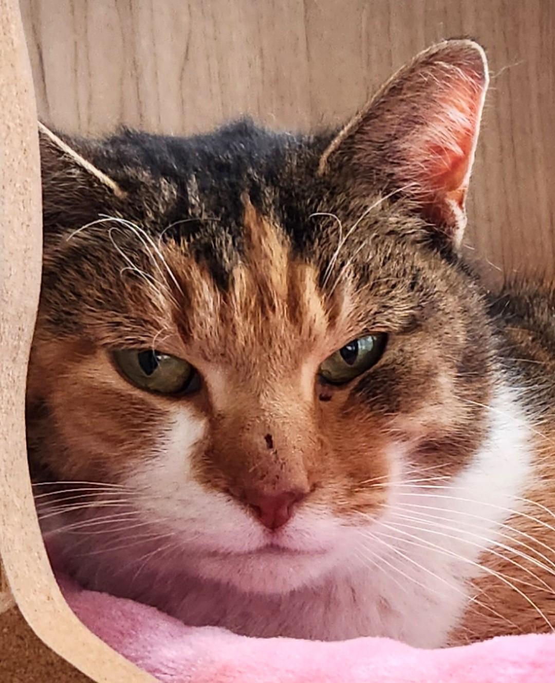 Gigi, Adopted, Adult Female Domestic Short Hair & Calico.