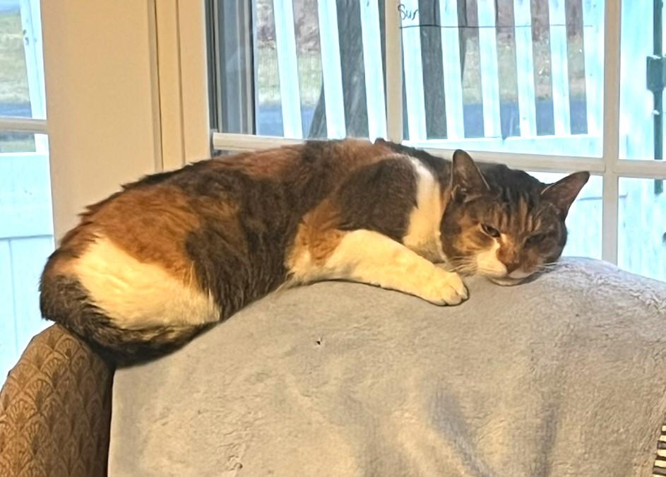 Enlarge Gigi, a Adopted mixed breed in Yardley, PA image 6/6