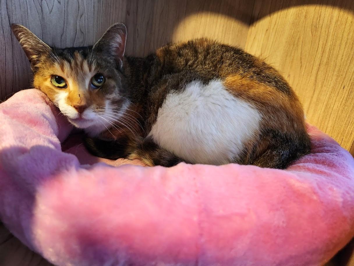 Enlarge Gigi, a Adopted mixed breed in Yardley, PA image 4/6