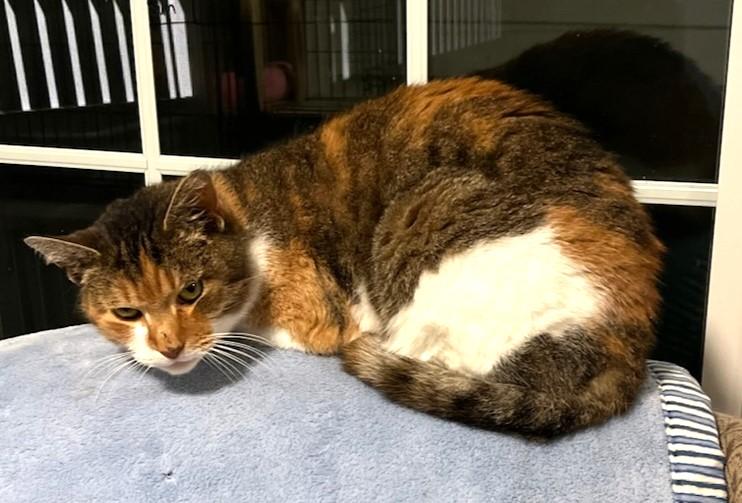 Enlarge Gigi, a Adopted mixed breed in Yardley, PA image 3/6