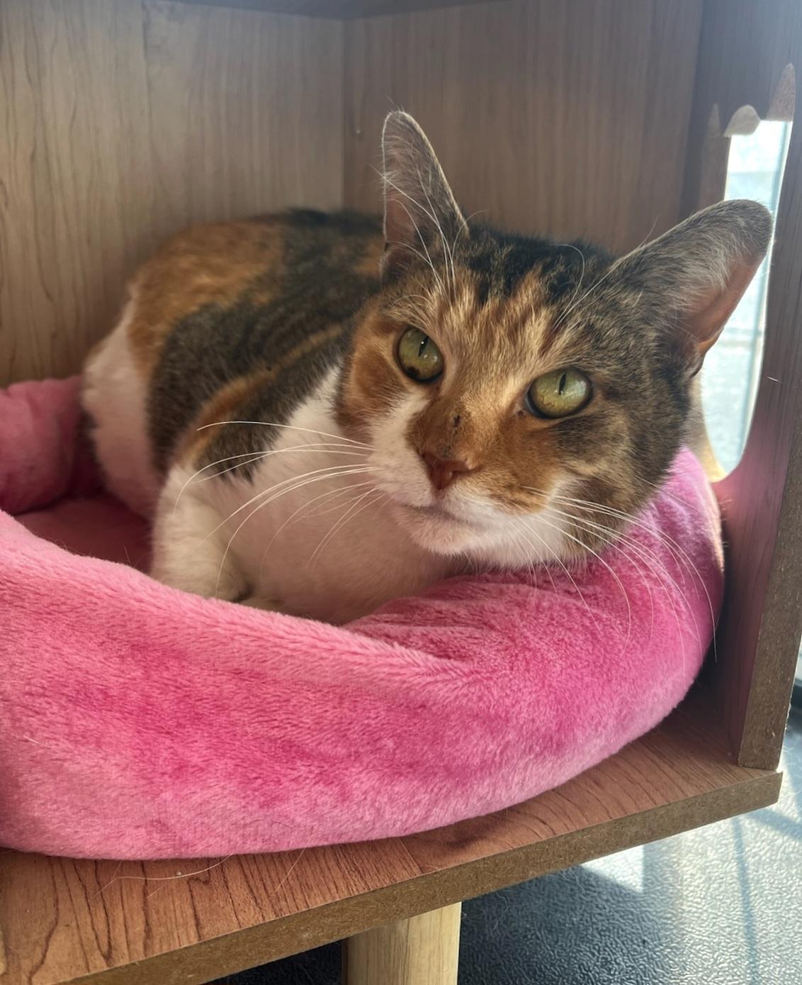 Gigi, Adopted, Adult Female Domestic Short Hair & Calico.