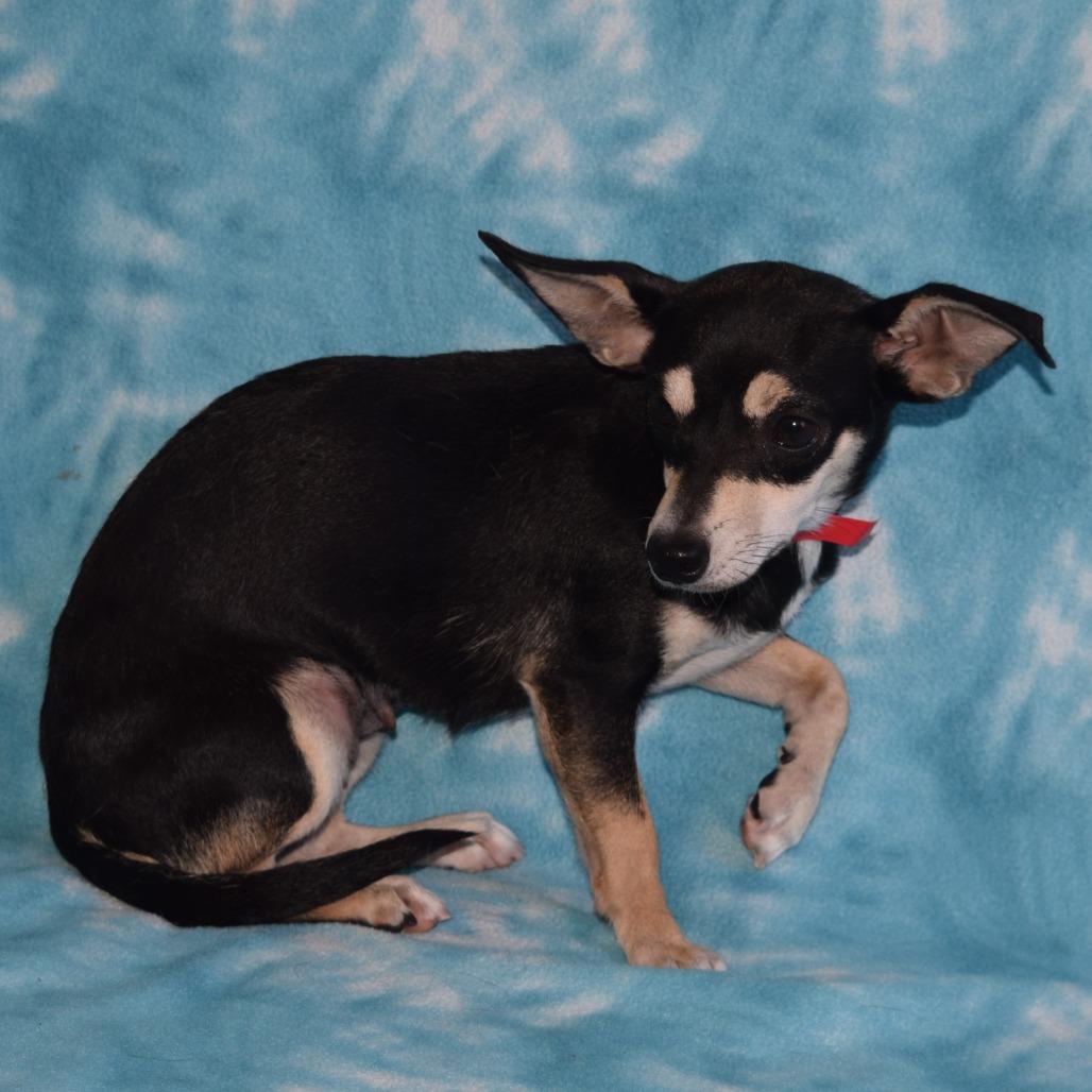 Rose, Adoptable, Adult Female Chihuahua & Terrier.
