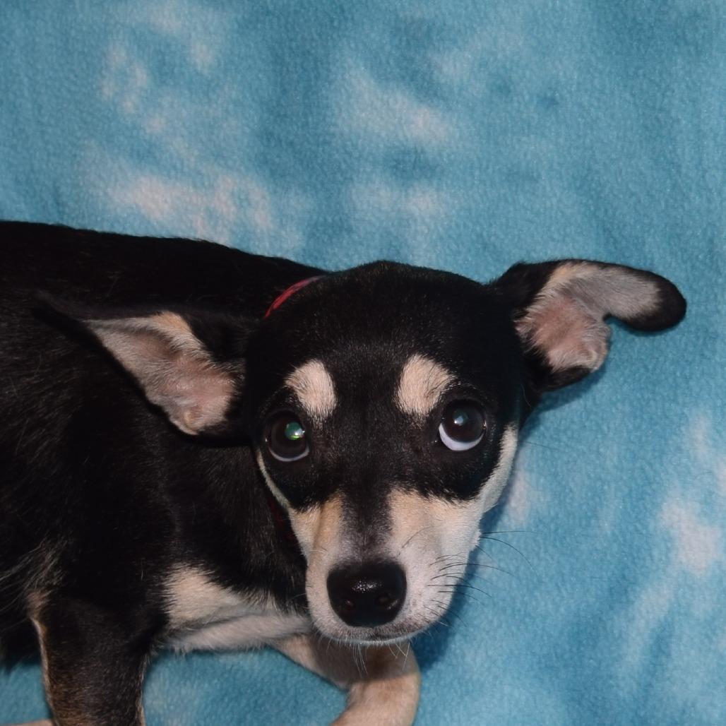 Enlarge Rose, a Adoptable mixed breed in Eureka, CA image 2/3