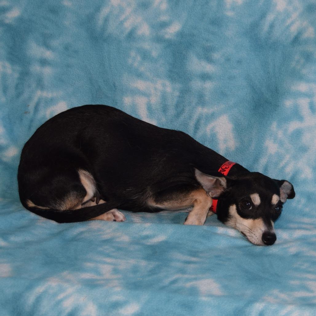 Enlarge Rose, a Adoptable mixed breed in Eureka, CA image 3/3