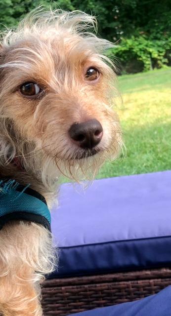 Enlarge Feyla, a Adoptable mixed breed in Rochester, NY image 2/4