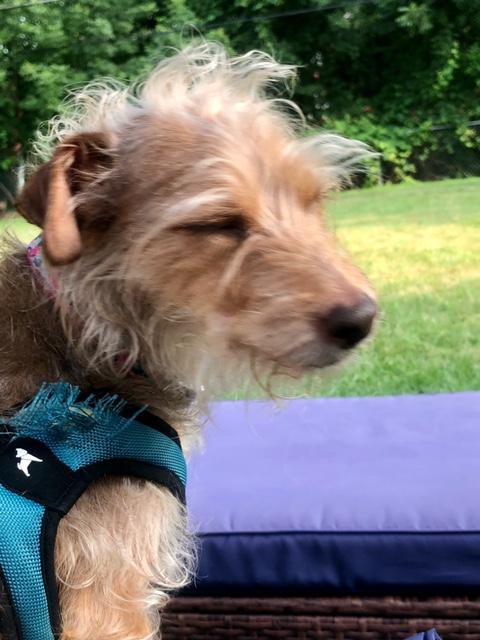 Enlarge Feyla, a Adoptable mixed breed in Rochester, NY image 4/4