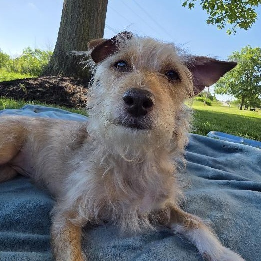 Feyla, Adoptable, Adult Female Dachshund.