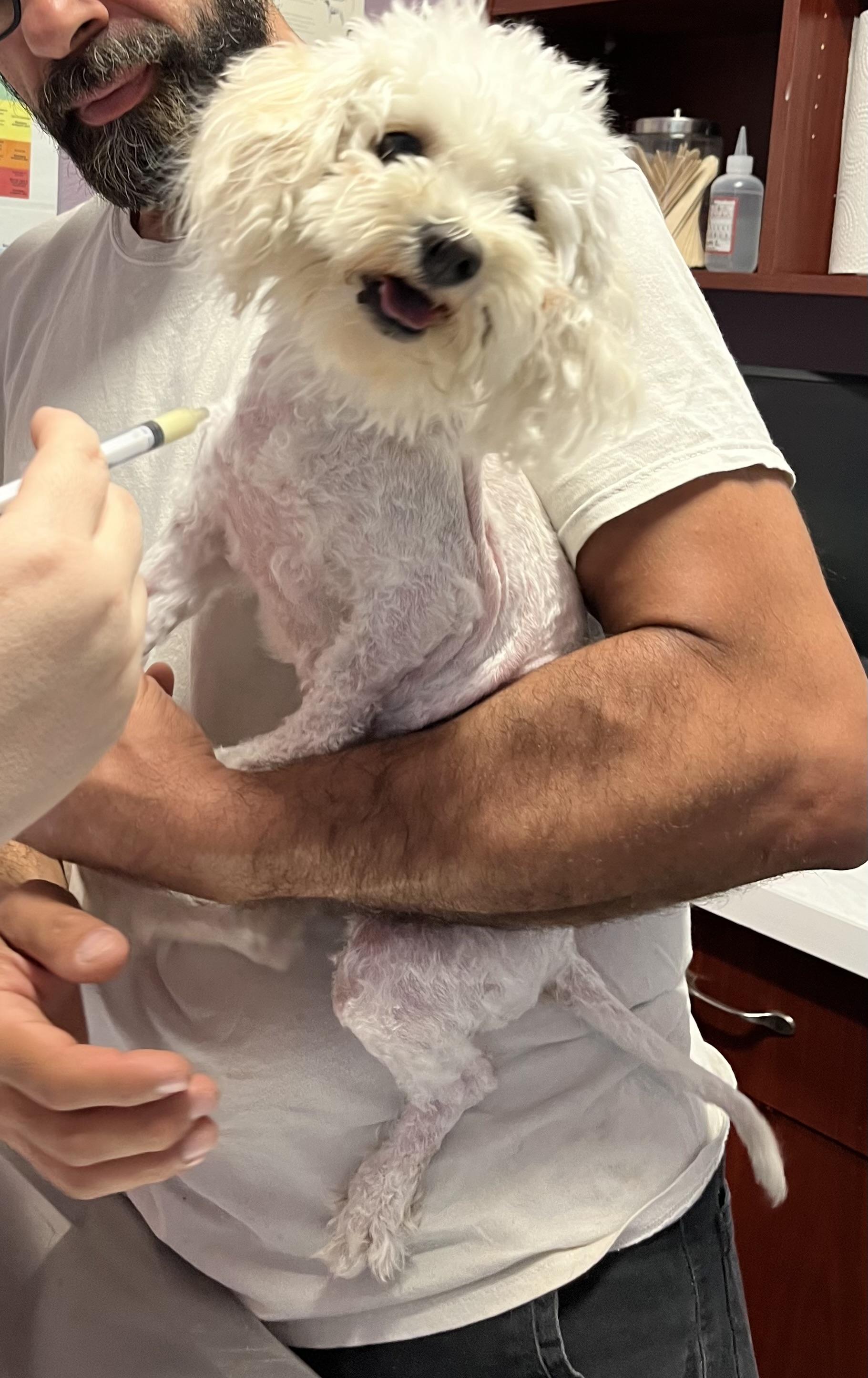 Enlarge August, a Adopted mixed breed in Los Angeles, CA image 2/3