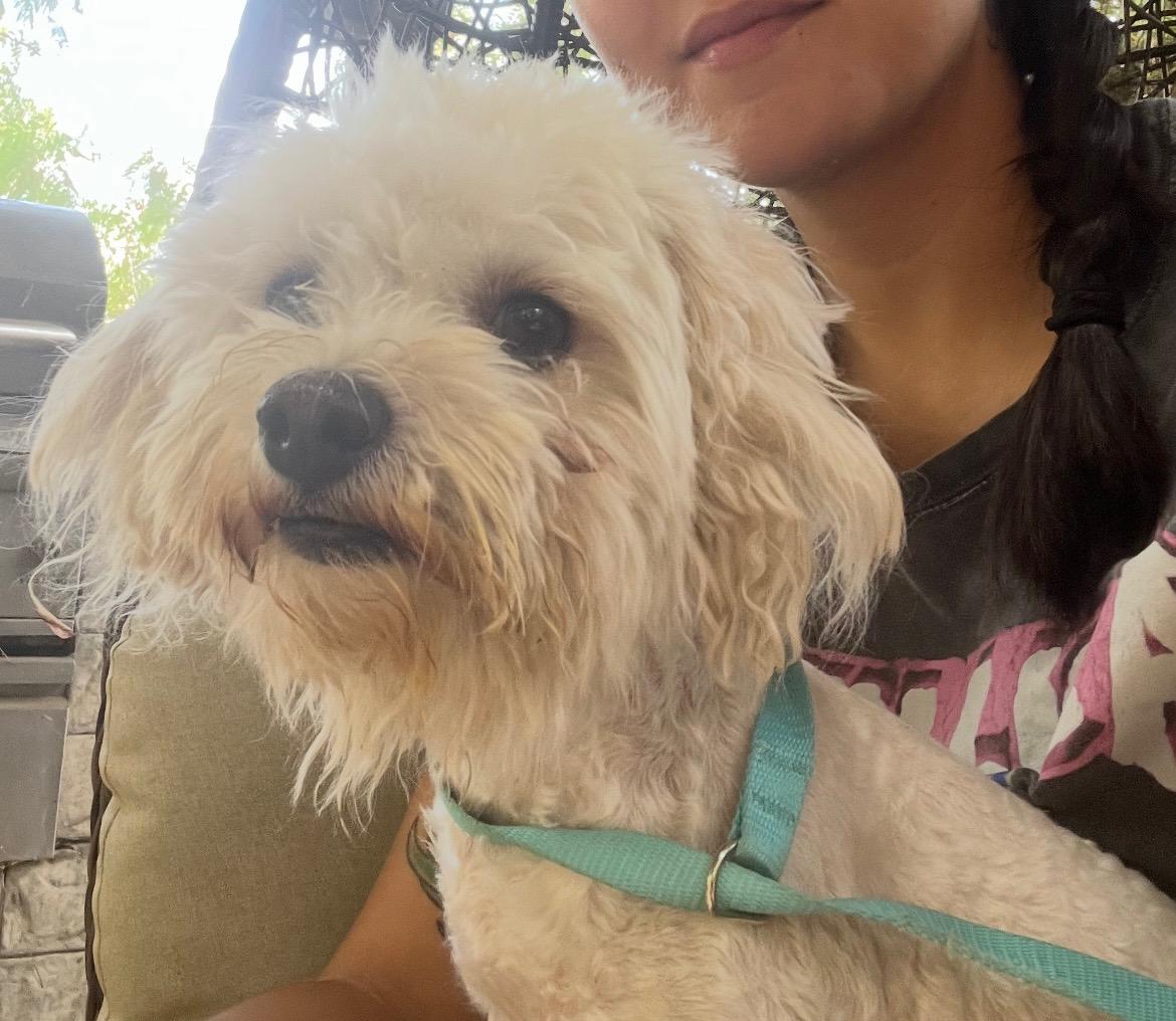 Enlarge August, a Adopted mixed breed in Los Angeles, CA image 1/3