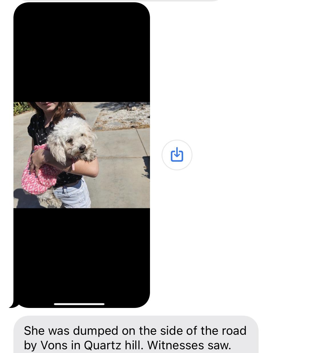 Enlarge August, a Adopted mixed breed in Los Angeles, CA image 3/3