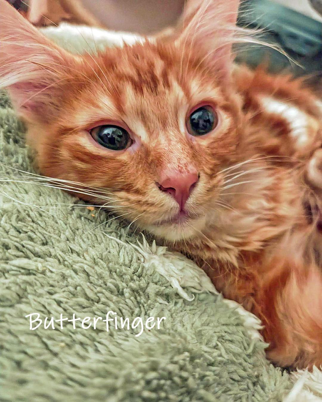 Butterfinger, adopted, Young Male Domestic Short Hair.