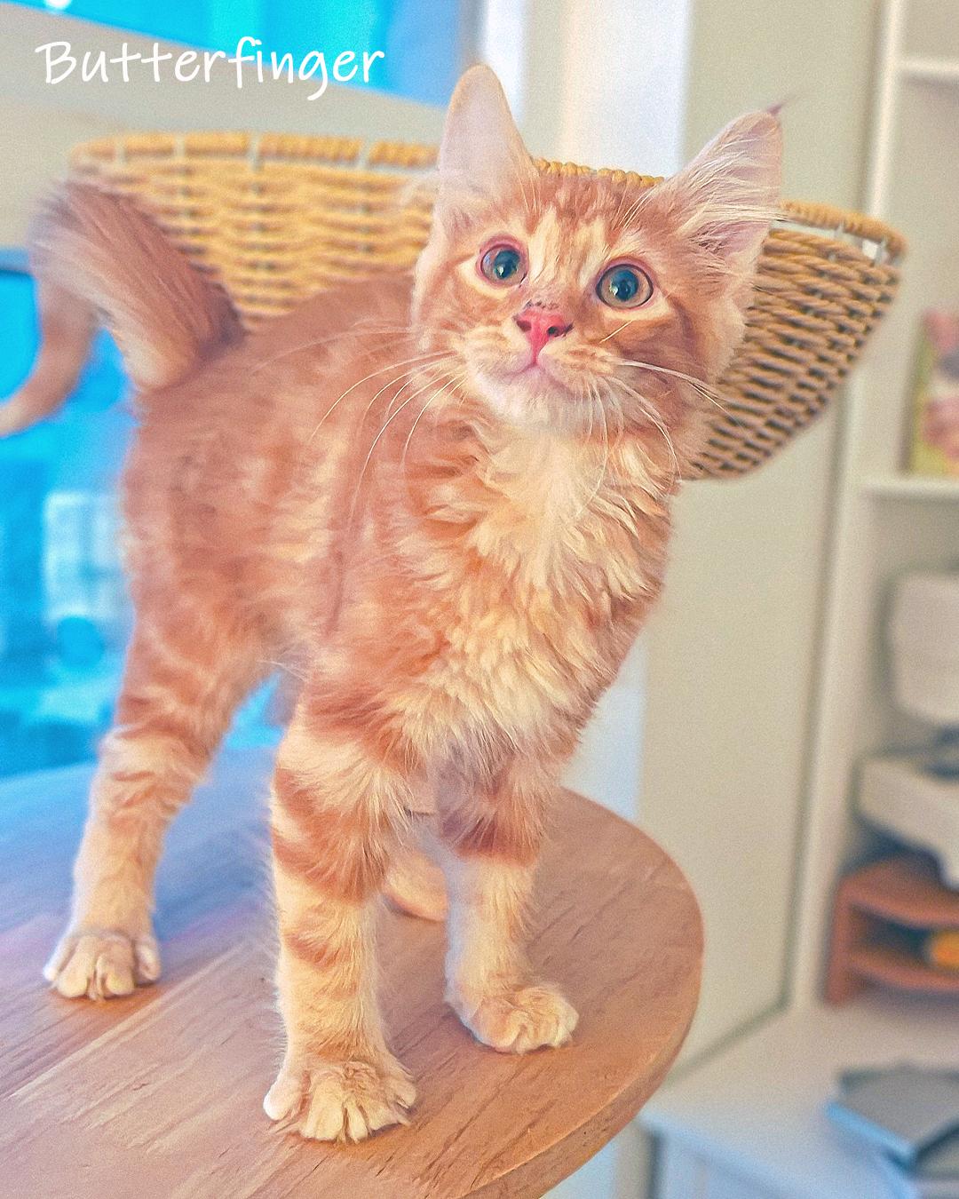 Enlarge Butterfinger, an adopted Domestic Short Hair in Chicago, IL image 3/4