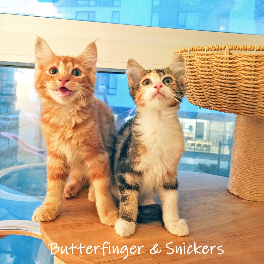 Enlarge Butterfinger, an adopted Domestic Short Hair in Chicago, IL image 2/4