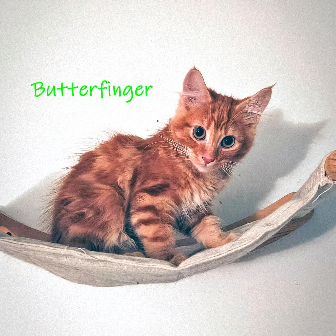 Enlarge Butterfinger, an adopted Domestic Short Hair in Chicago, IL image 4/4