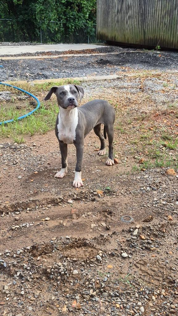 Contessa Carter, Adoptable, Puppy Female Pit Bull Terrier.
