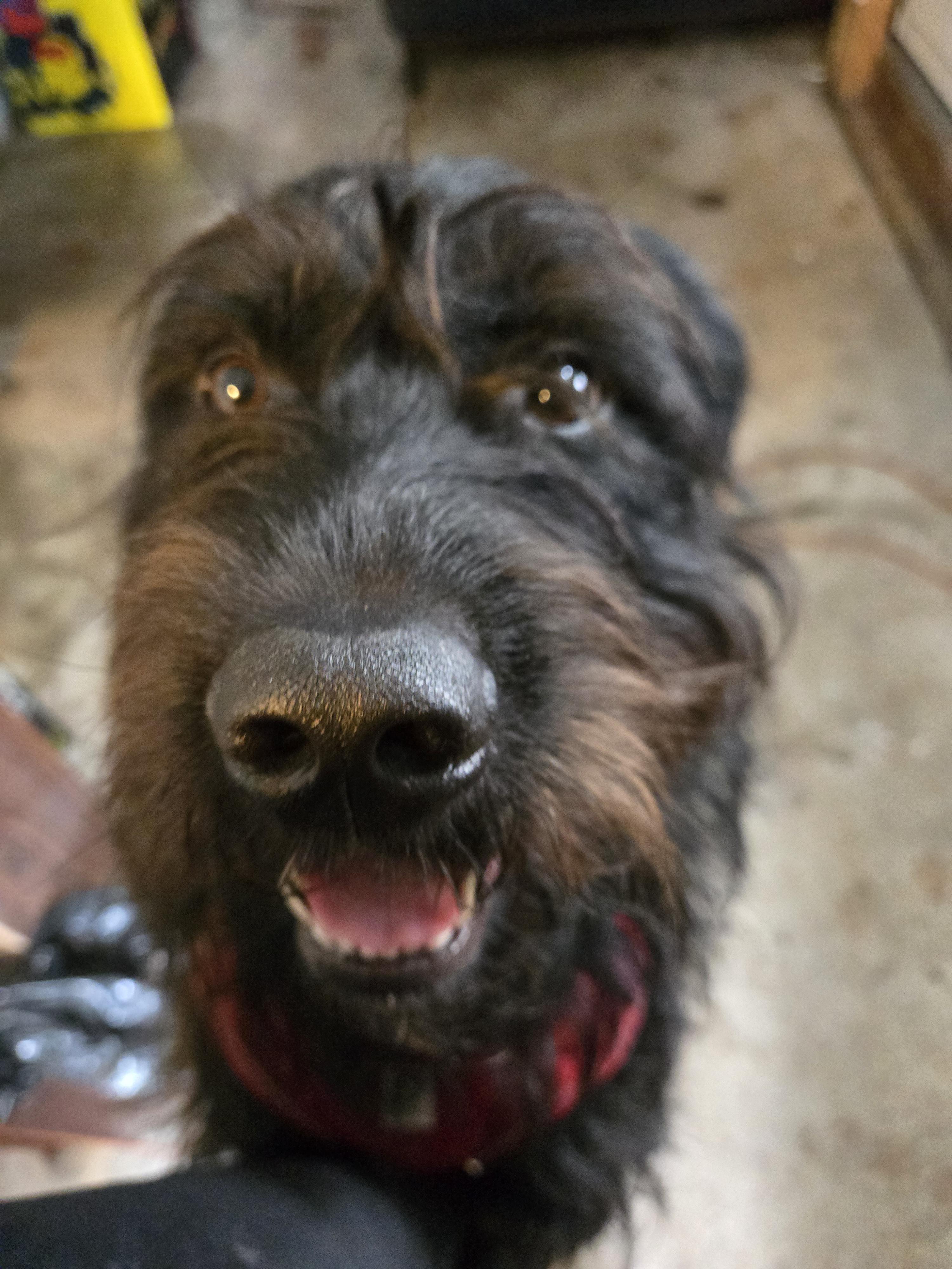 Rufus, Adopted, Adult Male Black Labrador Retriever & Terrier.