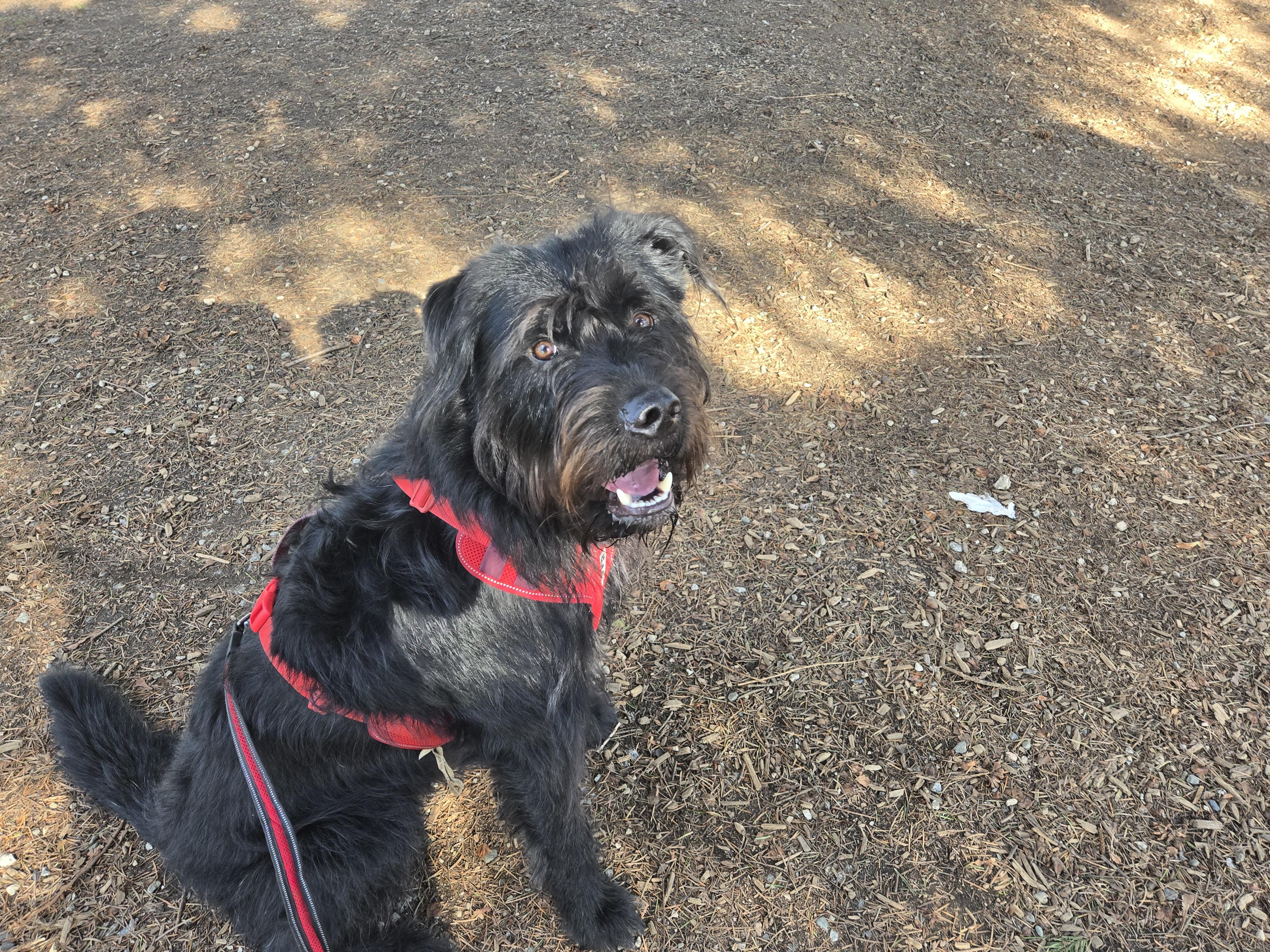 Enlarge Rufus, a Adopted mixed breed in North Vancouver, BC image 2/3