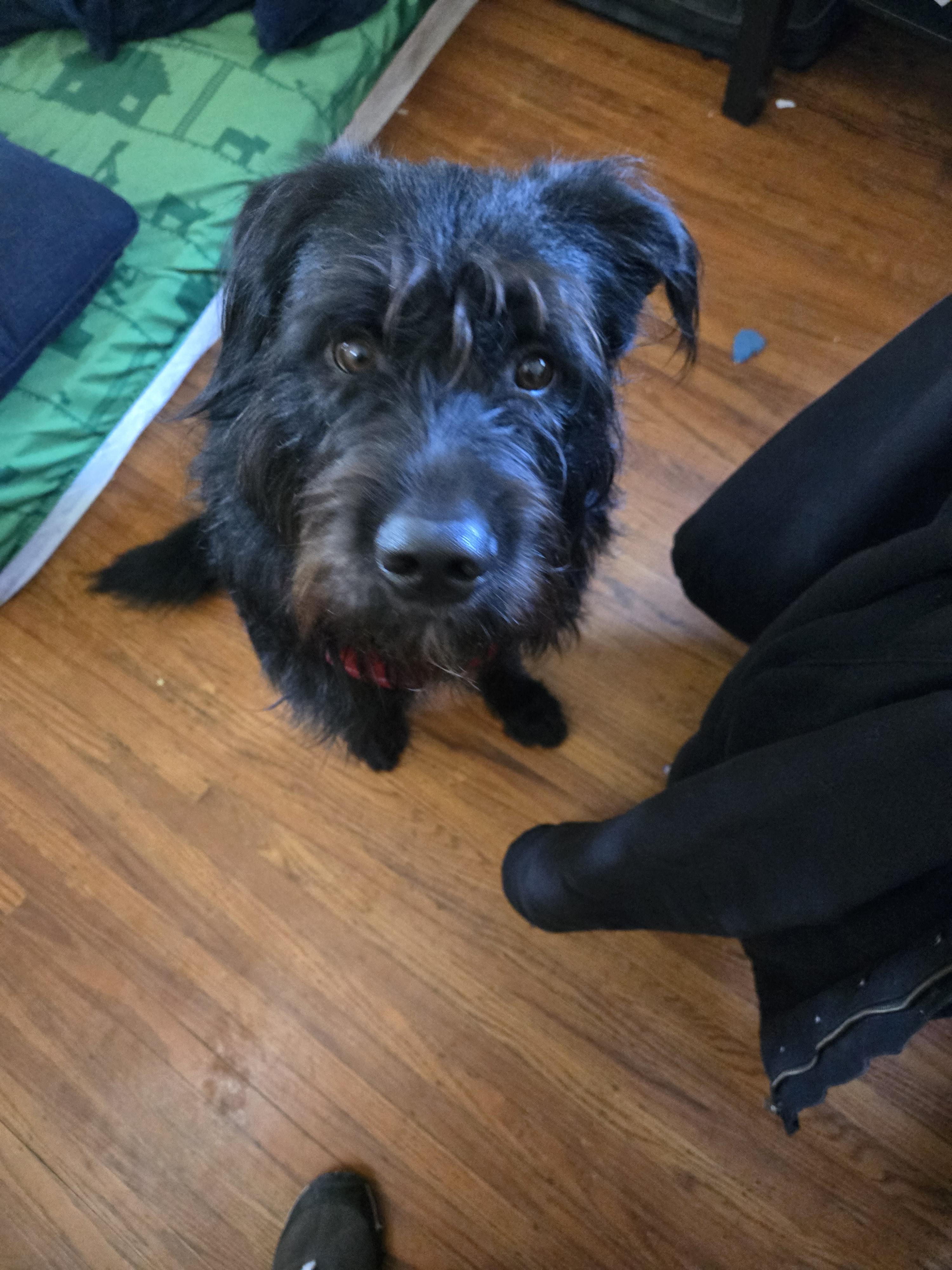 Enlarge Rufus, a Adopted mixed breed in North Vancouver, BC image 3/3