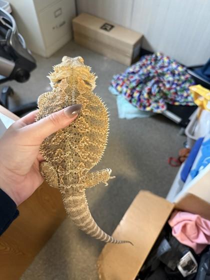 Chi, adopted, Adult Female Bearded Dragon.