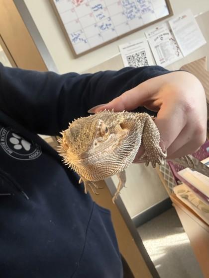 Enlarge Chi, an adopted Bearded Dragon in Hamilton, MT image 2/3