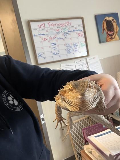 Enlarge Chi, an adopted Bearded Dragon in Hamilton, MT image 3/3