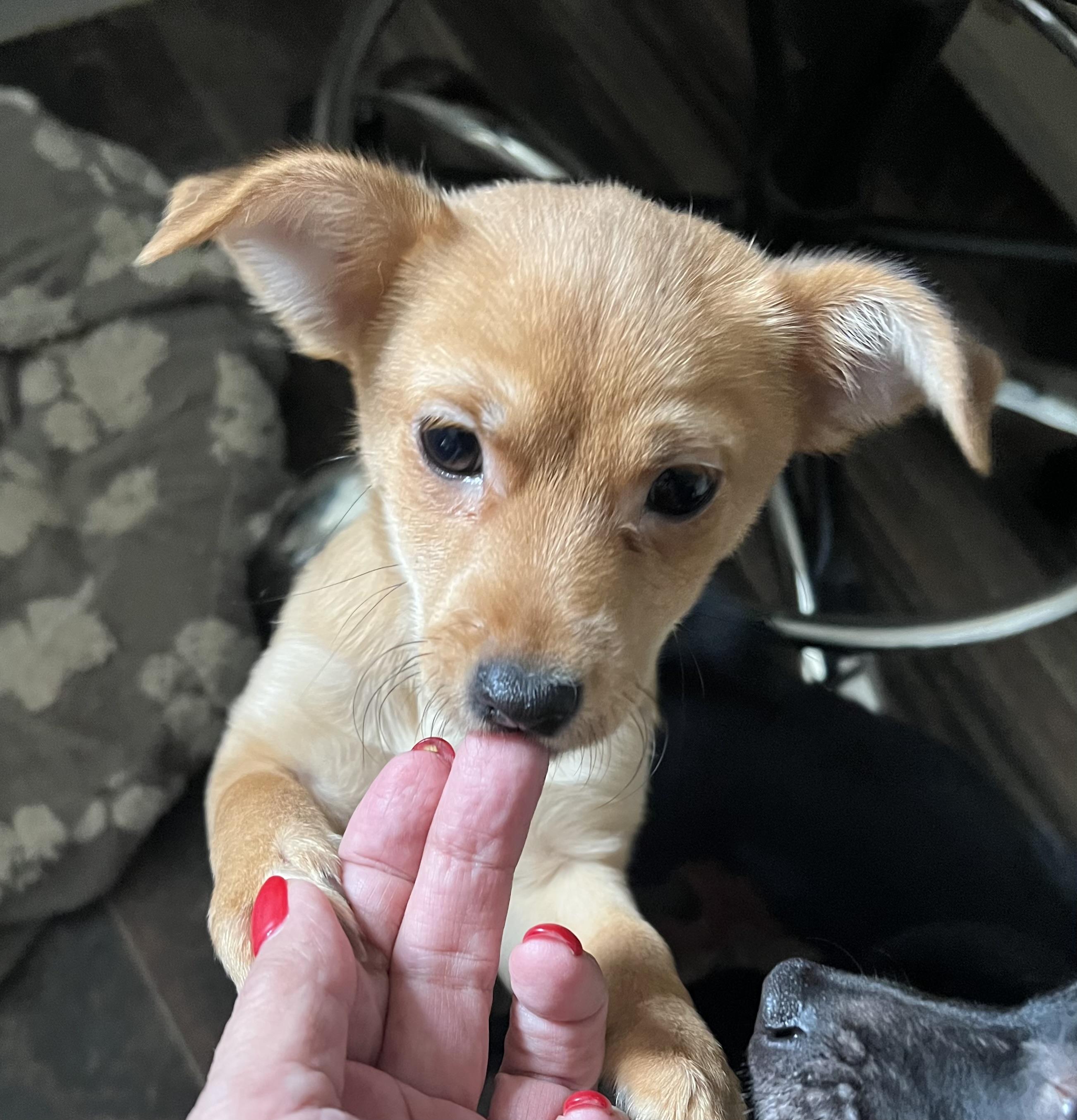 Enlarge Rusty, a ADOPTABLE mixed breed in Redding, CA image 1/5
