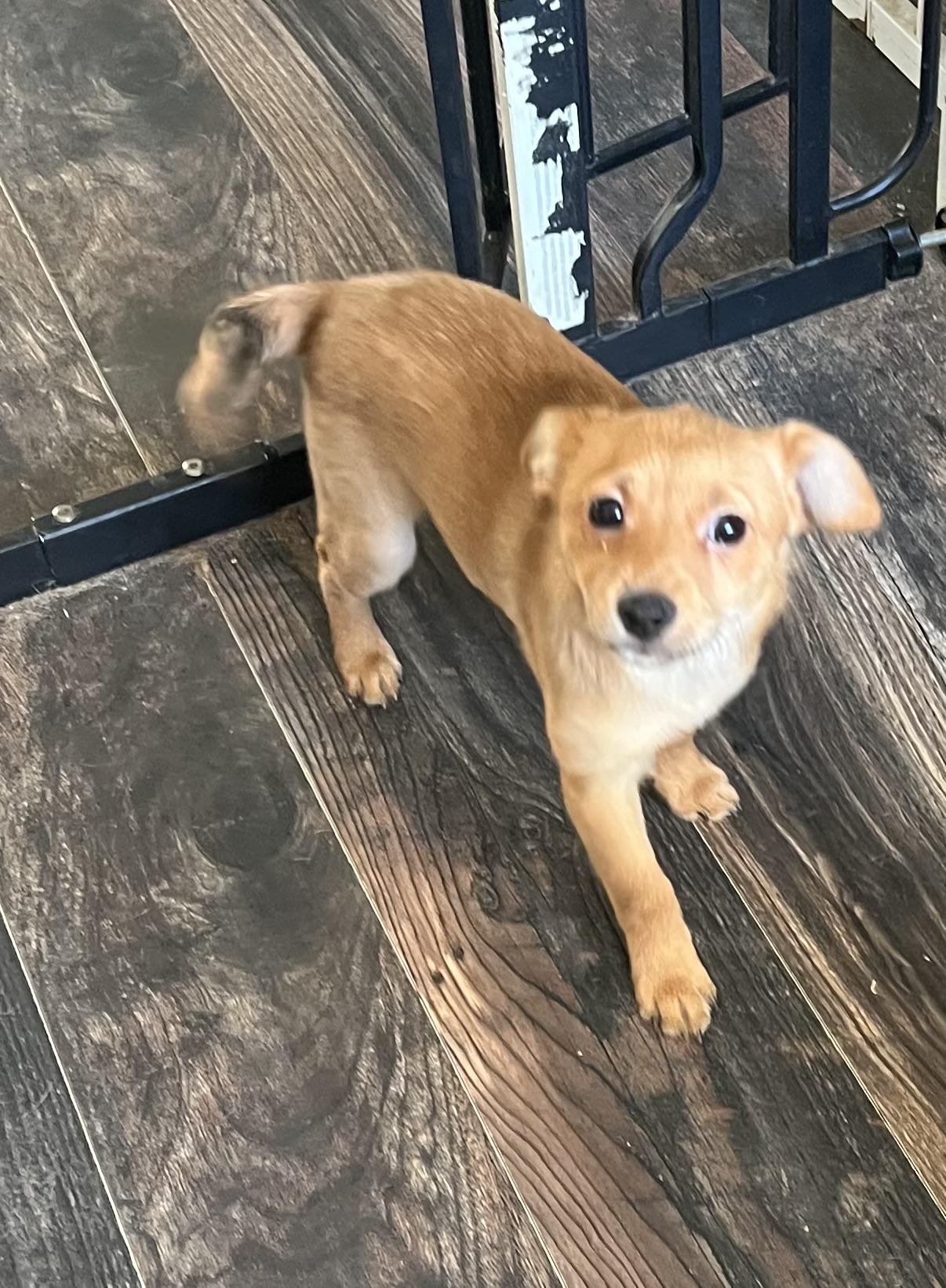 Enlarge Rusty, a ADOPTABLE mixed breed in Redding, CA image 4/5