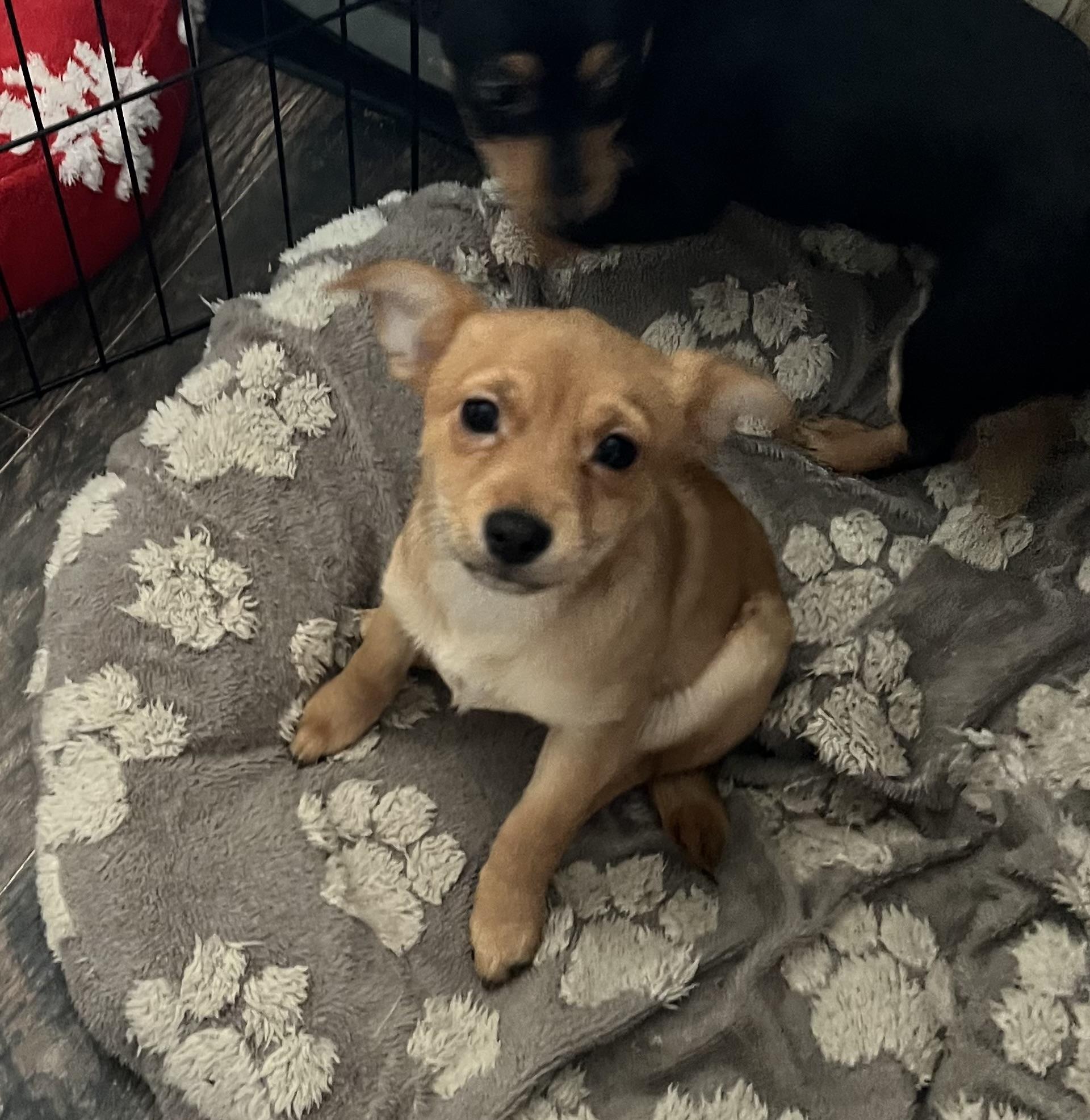 Enlarge Rusty, a ADOPTABLE mixed breed in Redding, CA image 2/5