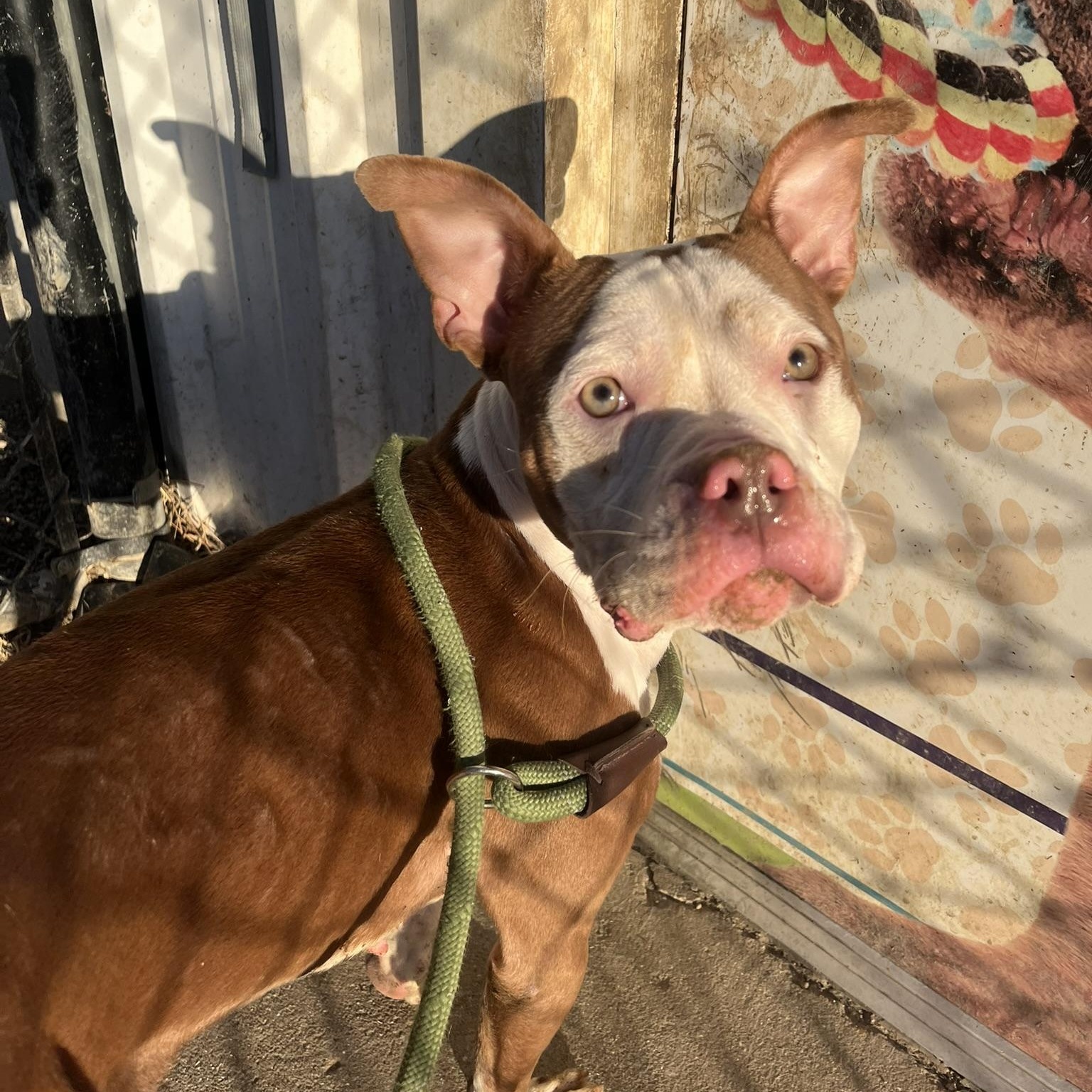 Enlarge Sweet Pea, an adoptable American Bulldog in Muncie, IN image 2/6