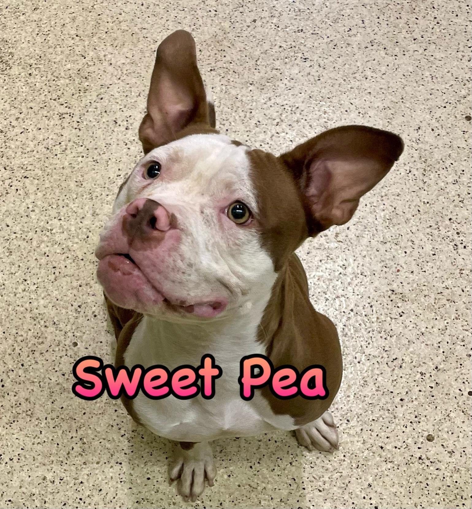 Enlarge Sweet Pea, an adoptable American Bulldog in Muncie, IN image 1/6
