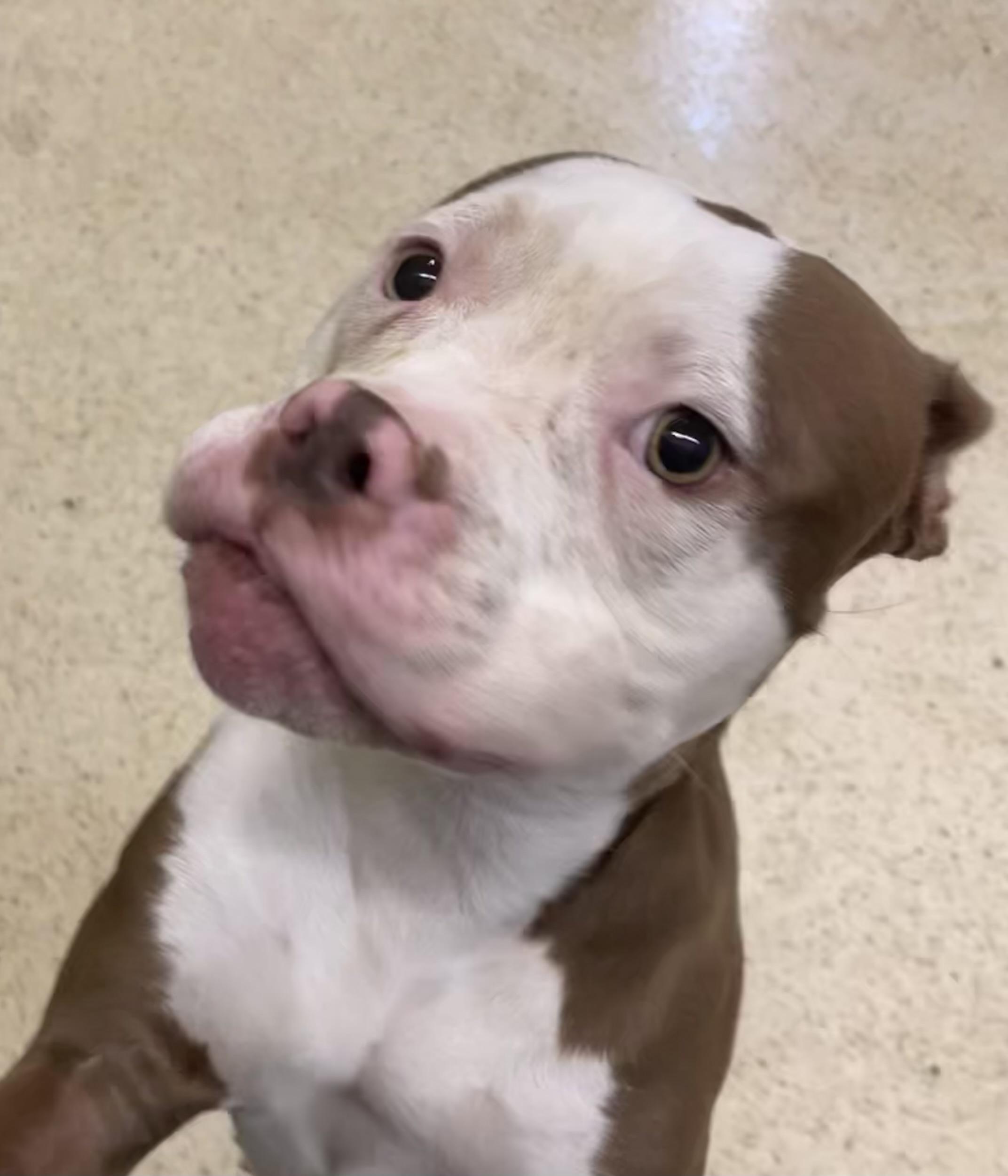 Enlarge Sweet Pea, an adoptable American Bulldog in Muncie, IN image 2/6